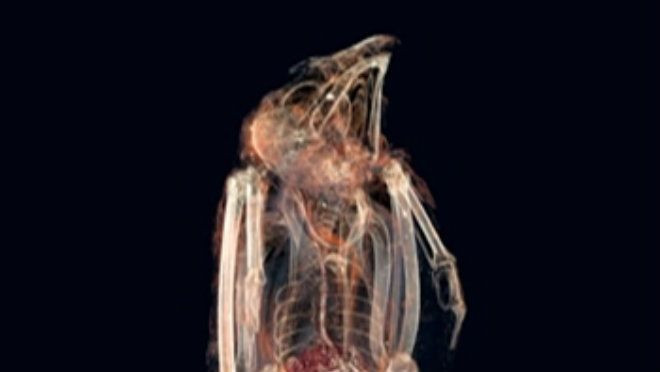 Bí mật bên trong xác ướp chim cắt cổ đại chết nghẹn vì ăn Ảnh 2