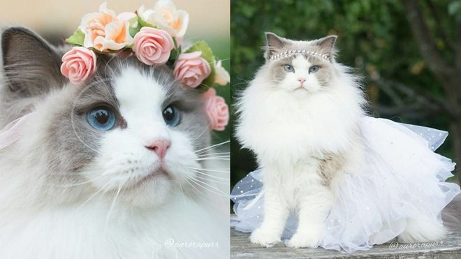 70% chúng ta chưa từng được lộng lẫy như một con mèo! Ảnh 2