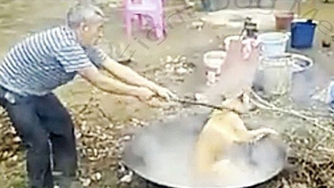 Thảm cảnh những chú chó bị luộc sống tại các lò mổ Trung Quốc Ảnh 2