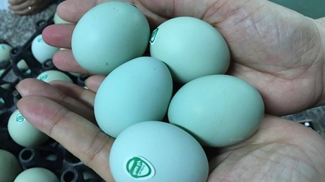 Giật mình trứng gà xanh siêu lạ, mỗi ngày bán 10.000 quả Ảnh 2