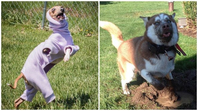 Đã tìm thấy lý do vì sao chúng ta không thể sống thiếu…loài chó Ảnh 2