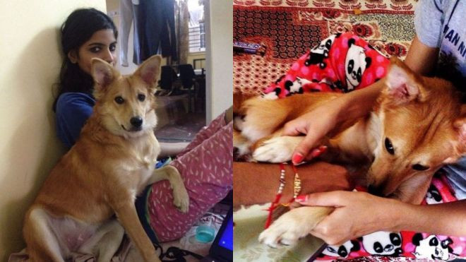 Có chồng đại gia, nhưng cô gái Ấn Độ vẫn huỷ hôn vì anh ta không thích nuôi chó Ảnh 2