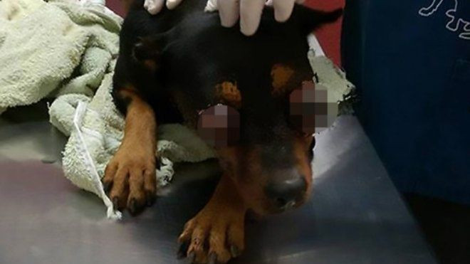 Chú chó được tiêm thuốc chết nhẹ nhàng sau khi bị móc mắt dã man Ảnh 2