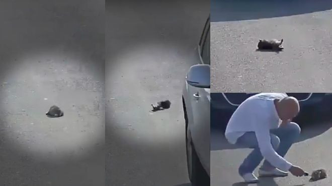 Cổ tích hiện đại là đây: người đàn ông cứu chú mèo con vừa thoát chết 9 lần trên xa lộ Ảnh 2