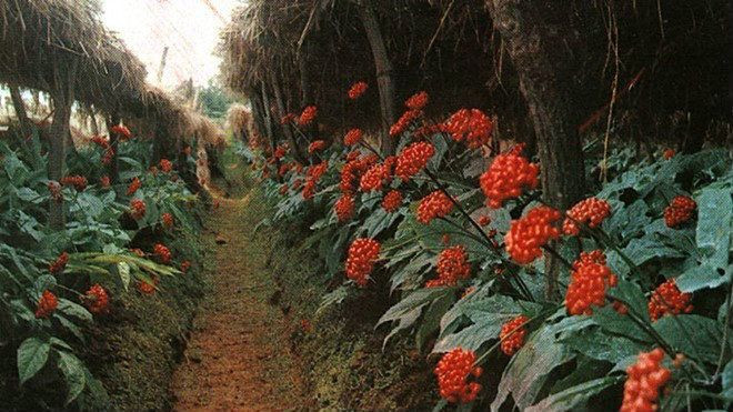 Đắt ngang đá quý, vì sao sâm Mỹ vẫn được lùng mua ở châu Á? Ảnh 2