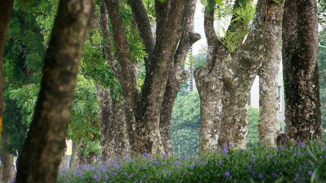 Hà Nội: Ngắm hàng cây cổ thụ bên hồ Thủ Lệ trước ngày di dời Ảnh 2