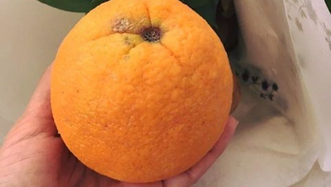 Hoang mang vì cam 'xịn' mua từ Tết, để hơn 8 tháng vẫn tươi ngon không thối hỏng Ảnh 2