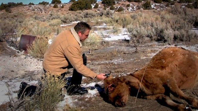 Người ngoài hành tinh tàn sát 1.000 con bò ở Mỹ để tạo con lai? Ảnh 2