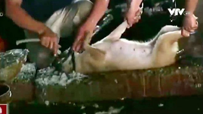 Clip: Hãi hùng cảnh thương lái bơm tạp chất để tăng trọng lượng chó Ảnh 2