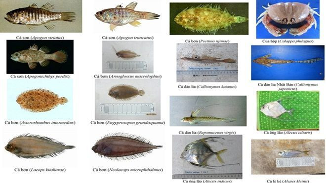 154 loại hải sản miền Trung khuyến cáo không nên ăn Ảnh 2