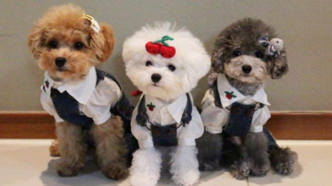 8 chú cún đáng yêu này đã thu hút 100.000 người theo dõi trên Instagram Ảnh 2