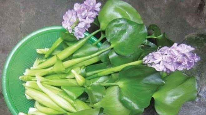 Hà thành ăn lạ: Bèo tây thành đặc sản Ảnh 2