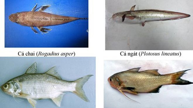 Thêm những hình ảnh về các loại hải sản không được ăn tại 4 tỉnh miền Trung Ảnh 2