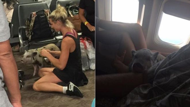 Hành khách sốc khi ngồi cạnh lợn trên máy bay Ảnh 2