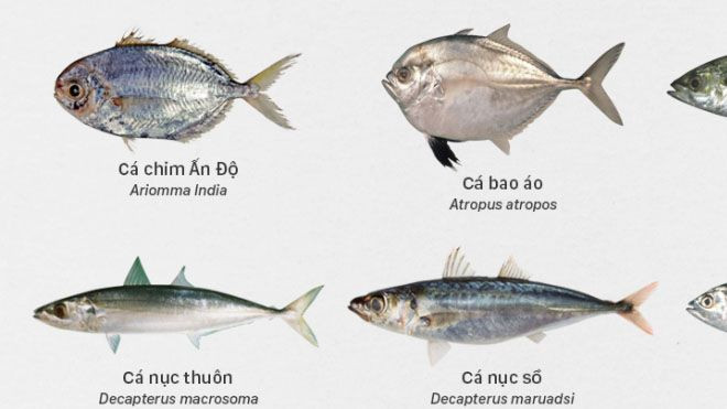 Các loại cá biển miền Trung khuyến cáo an toàn để ăn Ảnh 2
