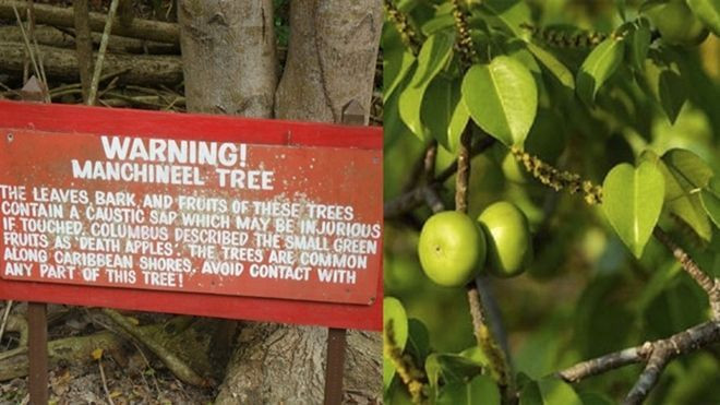 Loài cây giết người kinh dị nhất thế giới, đứng cạnh thôi cũng có thể mất mạng Ảnh 2