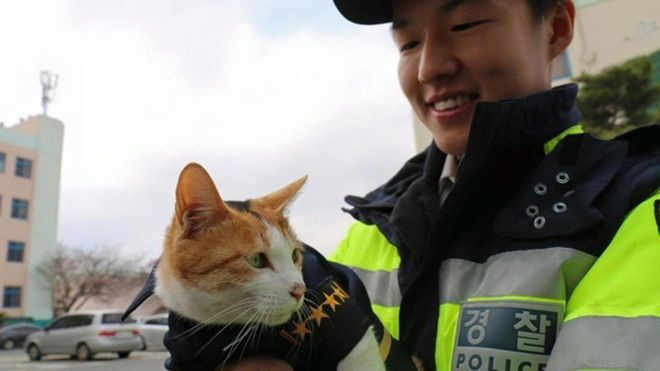 Câu chuyện lay động trái tim phía sau biệt đội 'mèo cảnh sát' tại Busan, Hàn Quốc Ảnh 2