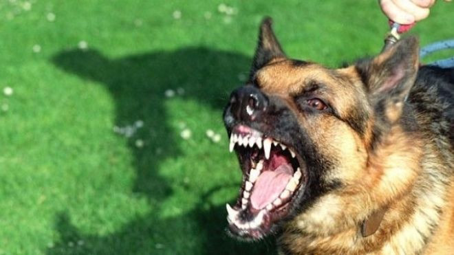 Yêu thương vật nuôi đúng cách: Dễ nhưng không phải ai cũng làm được! Ảnh 2