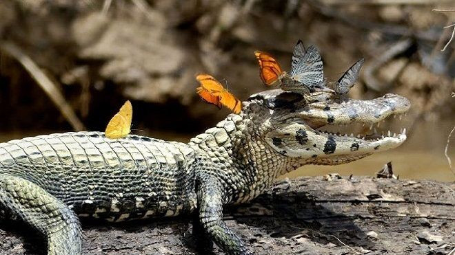 Bộ ảnh cá sấu ngoác miệng cười với đàn bướm đoạt giải cao Ảnh 2