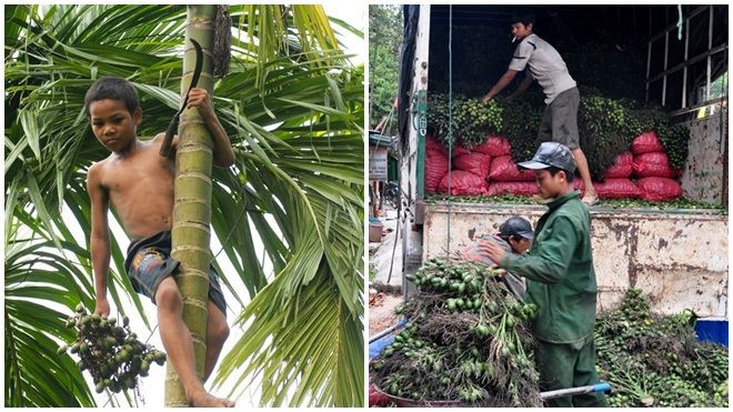 Dân làng ồ ạt hái cau non bán sang Trung Quốc Ảnh 2