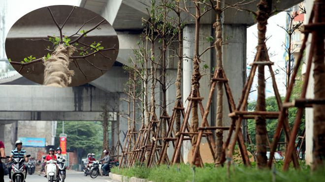 Đây là lý do Hà Nội trồng cây sau khi chặt hàng loạt cây dưới gầm đường sắt Cát Linh - Hà Đông Ảnh 2