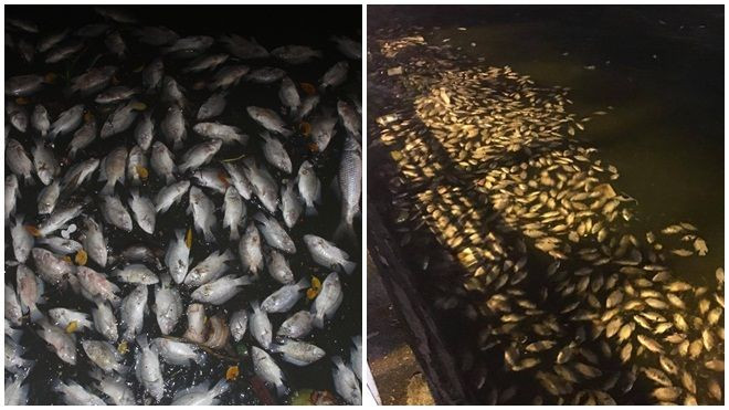 Cá hồ Tây đột nhiên chết hàng loạt, nổi trắng ven bờ Ảnh 2