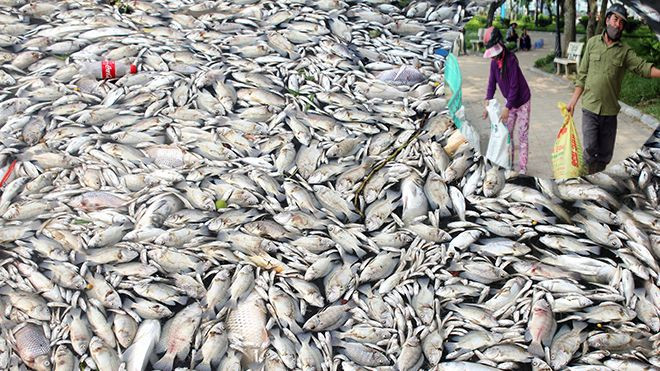 Cá chết trắng hồ Tây: Người dân vớt xác cá bán tiền triệu mỗi ngày Ảnh 2