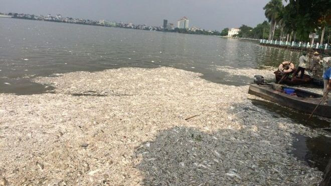 Hà Nội khuyến cáo người dân không ăn cá chết Hồ Tây Ảnh 2
