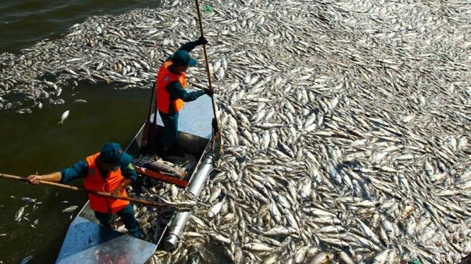 Cá chết nổi trắng hồ Tây: Chỉ số oxy mặt hồ bằng 0 Ảnh 2