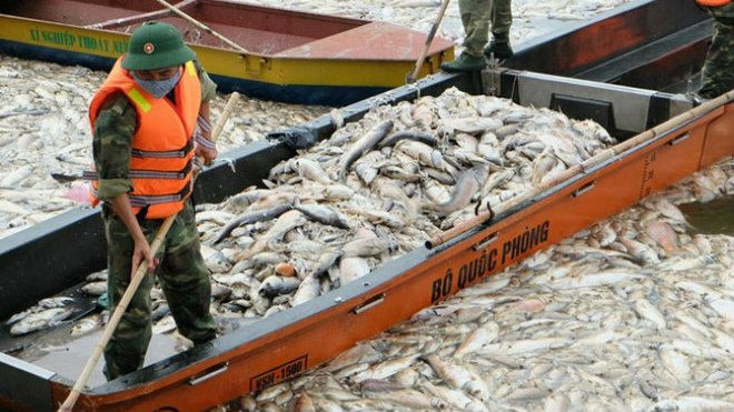 Gần 80 tấn cá chết ở hồ Tây được tiêu hủy như thế nào? Ảnh 2