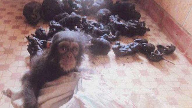 Nghẹn lòng chú tinh tinh mới 6 tháng tuổi phải chứng kiến cha mẹ bị giết chết Ảnh 2