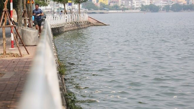 Hồ Tây sau 10 ngày cá chết hàng loạt Ảnh 2