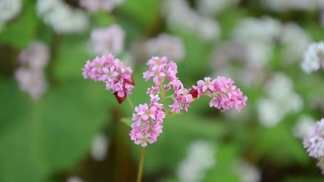 4 điểm ngắm hoa tam giác mạch đẹp nhất Hà Giang Ảnh 2