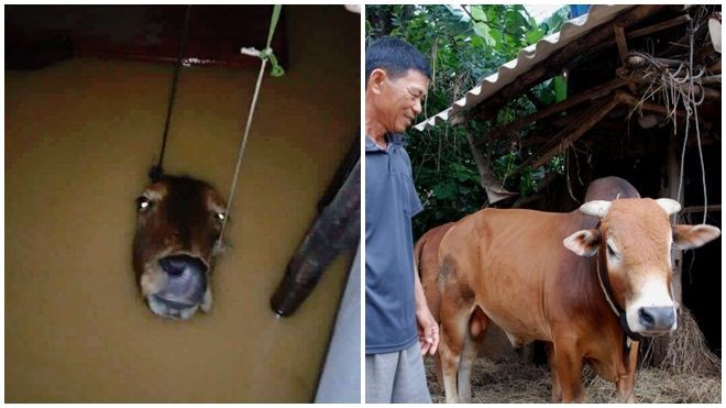 Gặp lại 'con bò vô vọng' trong lũ dữ ở xã Văn Hóa Ảnh 2