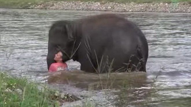 Tưởng người huấn luyện sắp chết đuối, voi lao xuống cứu Ảnh 2