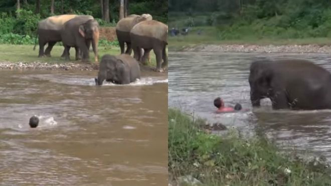 Tưởng ân nhân của mình sắp chết đuối, voi con lao mình vào dòng nước để ‘cứu hộ’ Ảnh 2