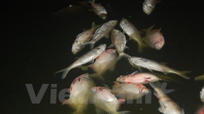 Kinh hoàng cá chết dạt vào bờ dài cả cây số ở hồ Linh Đàm Ảnh 2