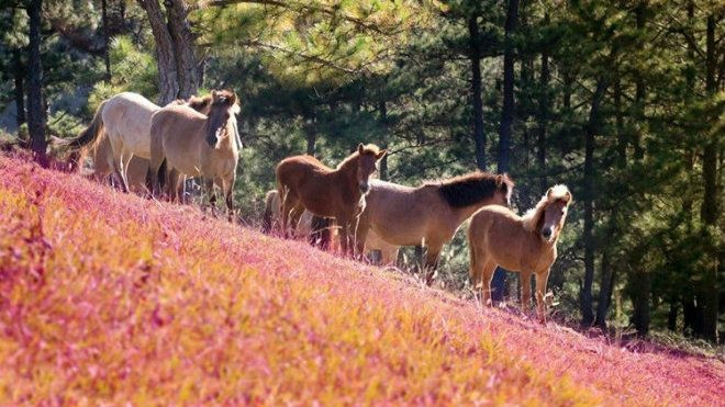 Đồng cỏ hồng có '1-0-2' ở Việt Nam làm say lòng người Ảnh 2