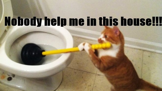 Chùm ảnh: Khoảnh khắc bá đạo của những chú mèo khiến bạn phải bật cười nghiêng ngả Ảnh 2