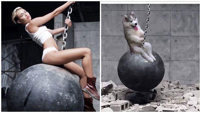 Nhờ photoshop thần thánh, chú chó này đã vụt sáng trở thành 'ngôi sao' Ảnh 2