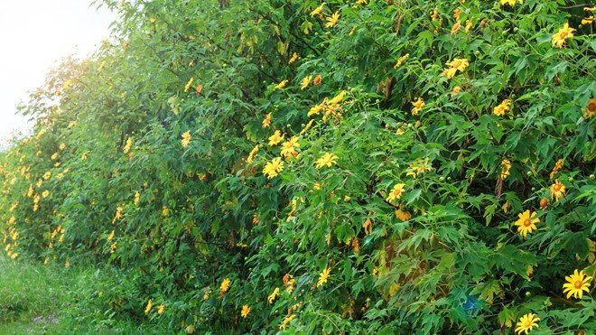 5 điều lưu tâm trước khi tới Đà Lạt mùa hoa dã quỳ Ảnh 2