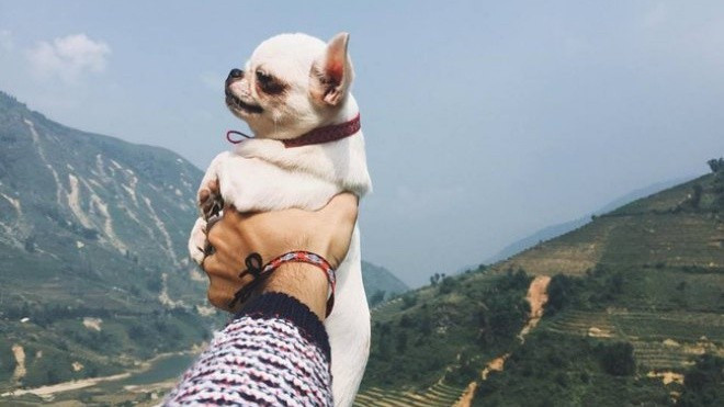 Dắt tay 'gấu' đi muôn nơi xưa rồi, giờ phải dắt tay cún mới đúng bài cơ! Ảnh 2