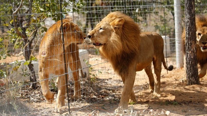 Khi những loài vật được giải thoát từ rạp xiếc, lần đầu bước chân vào tự nhiên Ảnh 2