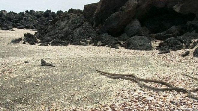 Cuộc đuổi bắt của rắn với kỳ nhông: Hoá ra thiên nhiên cũng 'kịch tính' không kém phim hành động Ảnh 2