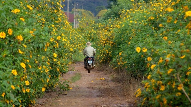 Những cung đường vàng rực sắc hoa dã quỳ ở Lâm Đồng Ảnh 2