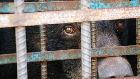 Bị nhốt trong lồng quá lâu, 4 chú gấu sầu đời muốn tự tử Ảnh 2