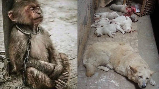 Nhìn những hình ảnh xúc động này, ai còn dám nói động vật không giống con người? Ảnh 2