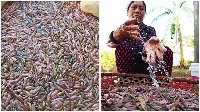 Săn 'lộc trời' kiếm trăm triệu đồng mỗi ngày Ảnh 2