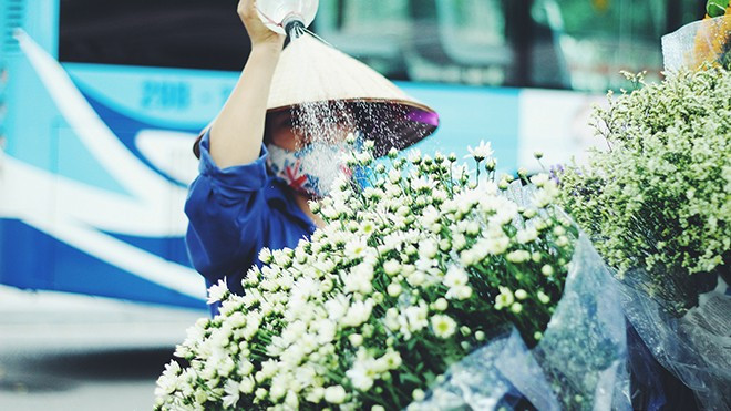 Hà Nội đầu đông - mùa hẹn cùng cúc họa mi Ảnh 2