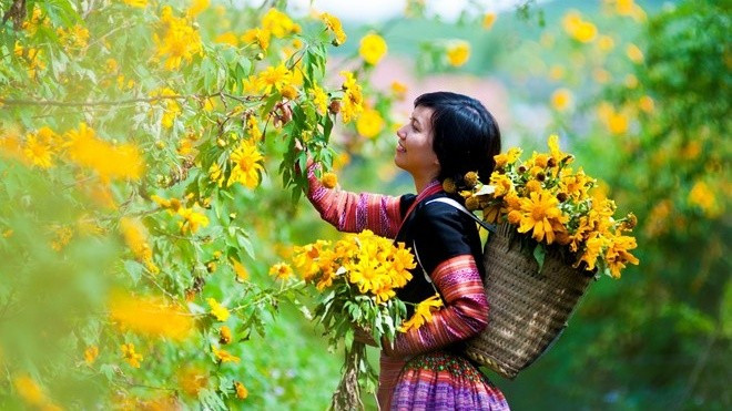 Hương sắc dã quỳ Mộc Châu say đắm đầu đông Ảnh 2